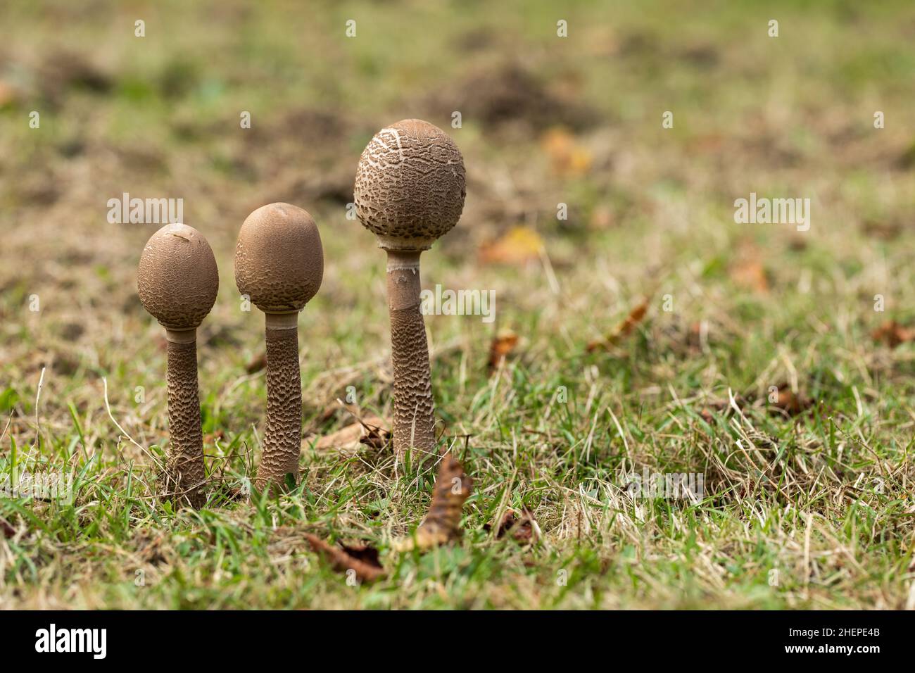 Gros plan d'une rangée de trois champignons parasol - Macrolepiota procera, champignons sauvages qui poussent sur le sol des bois à la maison et jardins de Bowood, Wiltshire, Royaume-Uni Banque D'Images