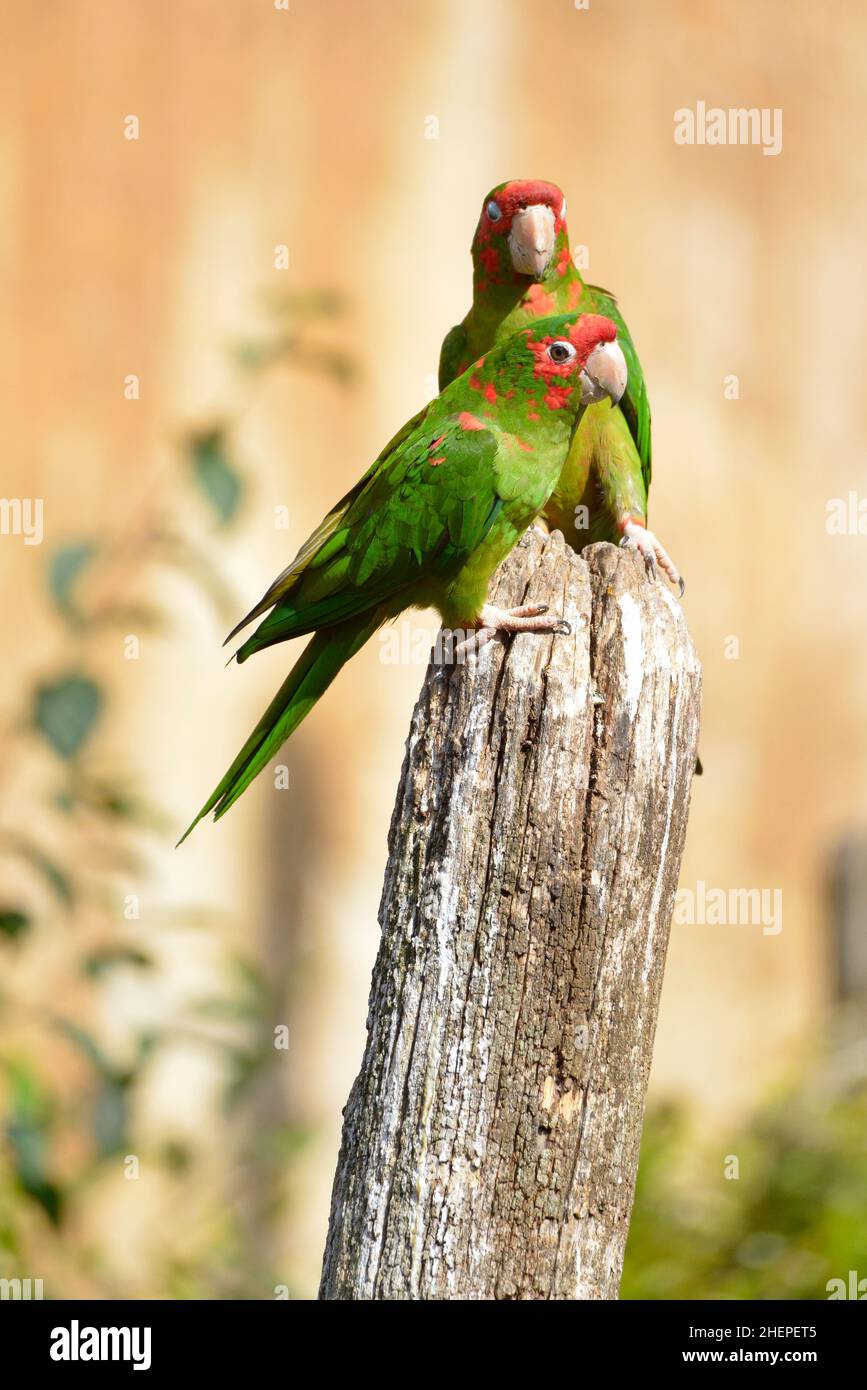 Deux parakeets mittrés, Psittacara mitratus ou Aratinga mitrata, perchés sur un poteau en bois Banque D'Images