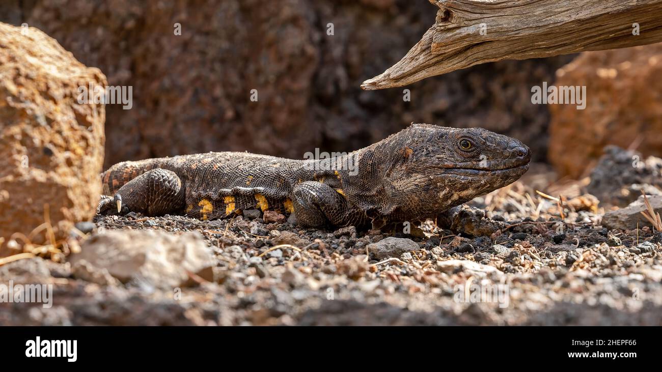 Vue rapprochée d'un géant El Hierro Lizard (Gallotia simonyi) Banque D'Images
