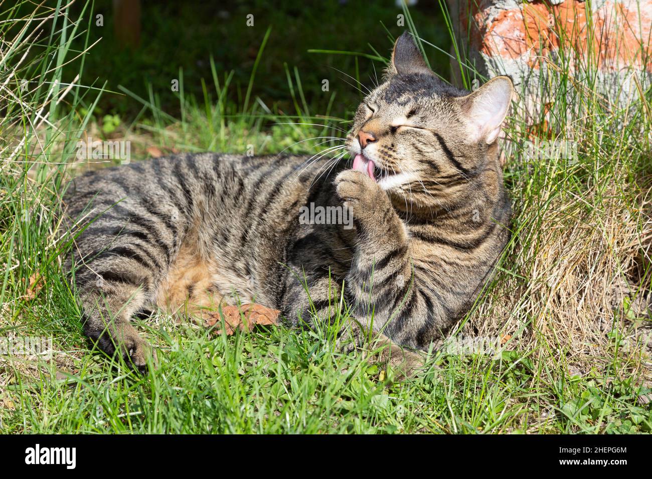 joli chat tigre dans le jardin léchant la patte Banque D'Images