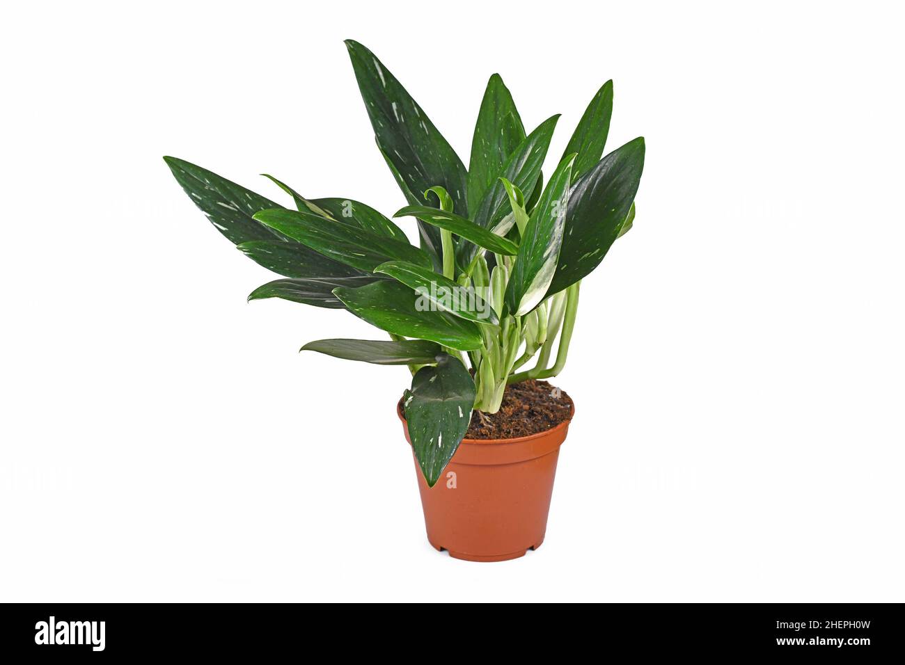 Plante maison exotique 'Monstera Standleyana' avec des feuilles blanches variagées en pot sur fond blanc Banque D'Images