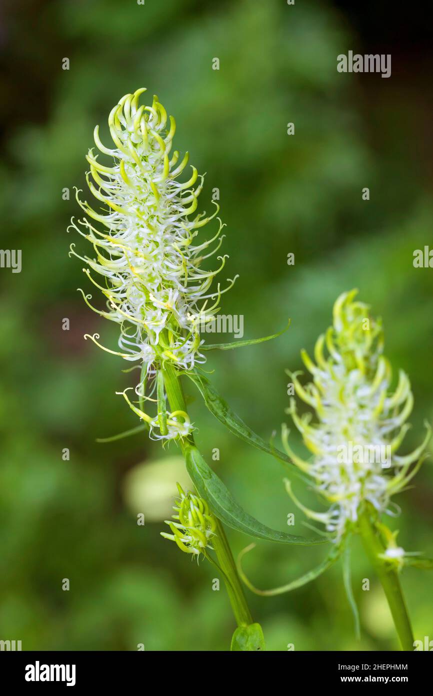 (Phyteuma spicatum rampion dopés), blooming, Allemagne Banque D'Images