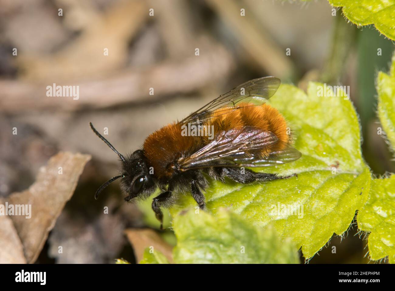 Abeille de terriers de Tawny, abeille minière de Tawny, abeille minière de Tawny (Andrena fulva, Andrena armata), femelle sur une feuille, Allemagne Banque D'Images