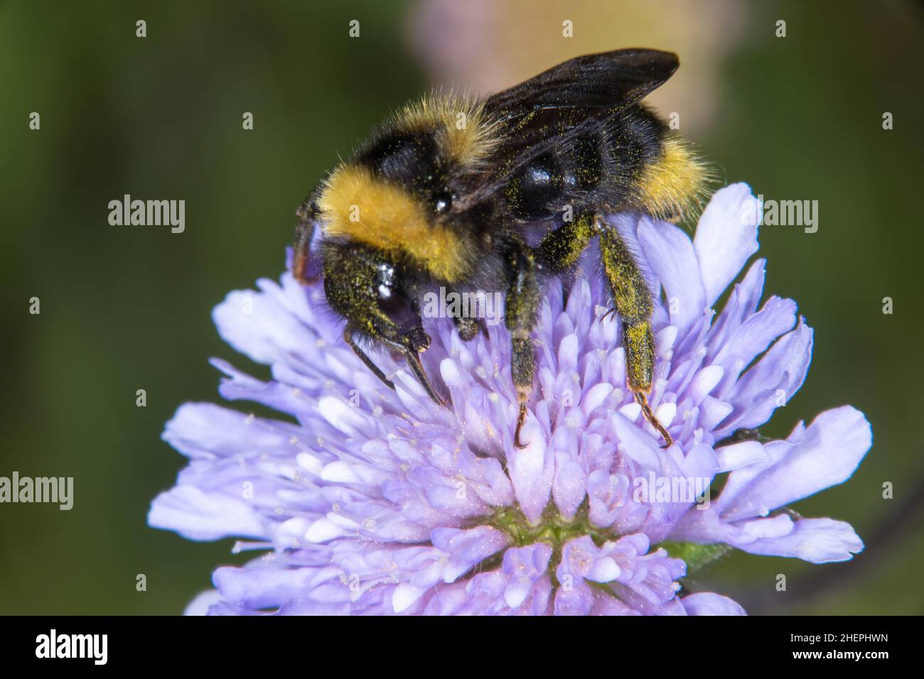 Champ de cuckoo bumblebee (Bombus campestris, Psithyrus campestris), se trouve sur une fleur scabieuse, Allemagne Banque D'Images