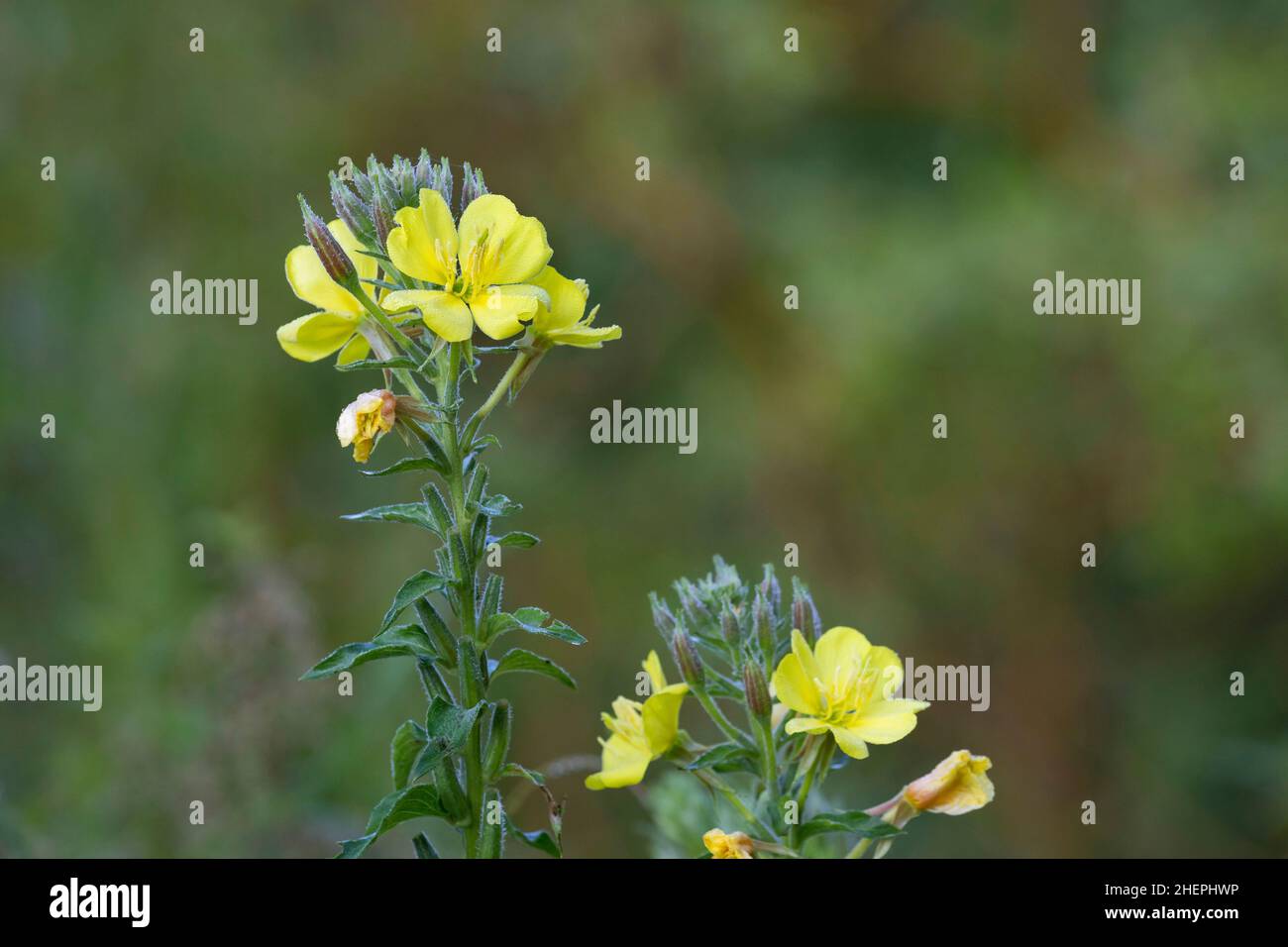 Intermediate Evening-Primrose (Oenothera x fallax, Oenothera fallax), floraison, Allemagne Banque D'Images