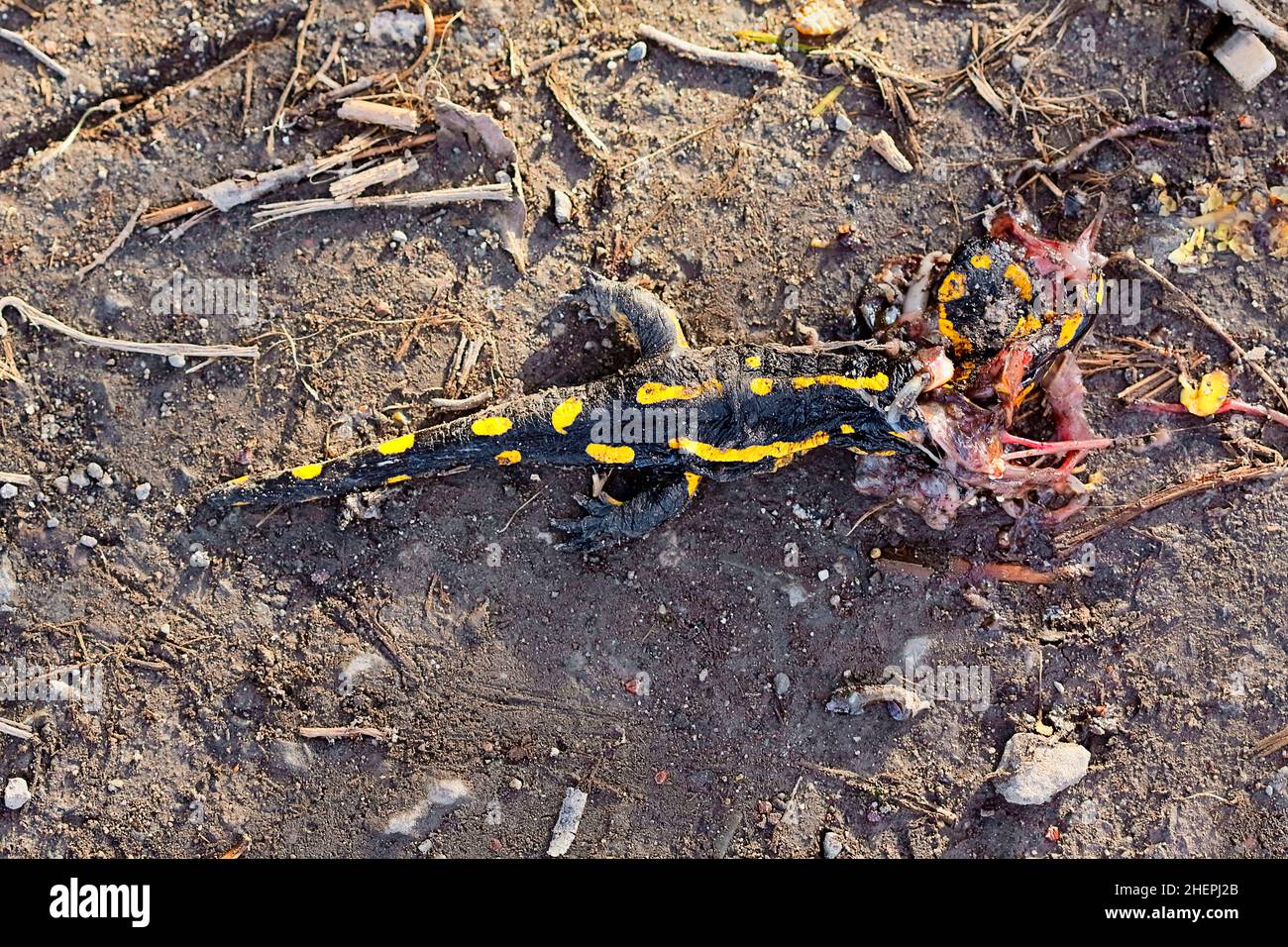 Salamandre feu européen (Salamandra salamandra), sur un sentier de campagne, Allemagne, Rhénanie-du-Nord-Westphalie Banque D'Images