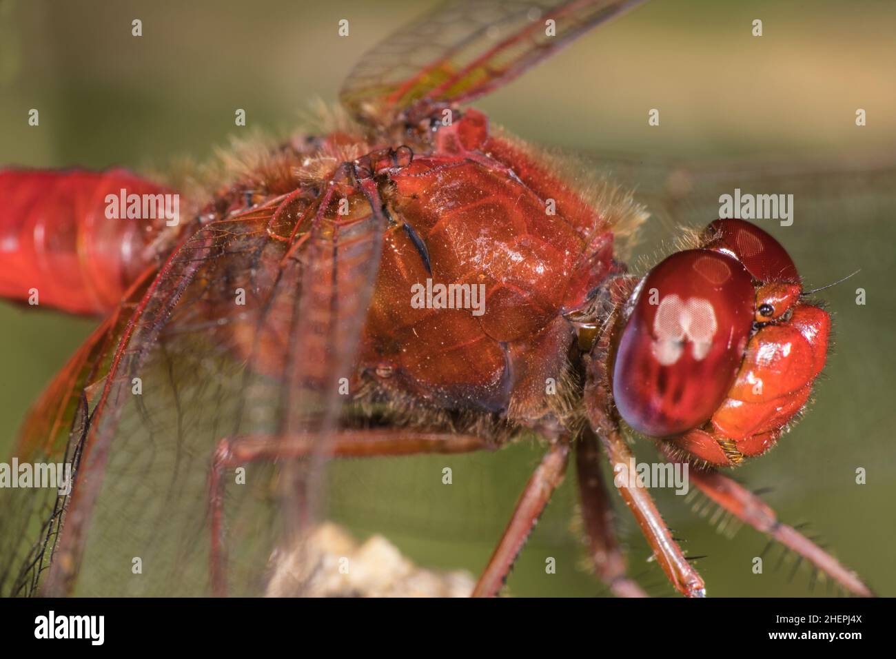 Écarlate large, écarlate commun, écarlate, Dragonfly écarlate (Crocothemis erythraea, Croccothemis erythraea), mâle sur une branche, vue latérale, Banque D'Images