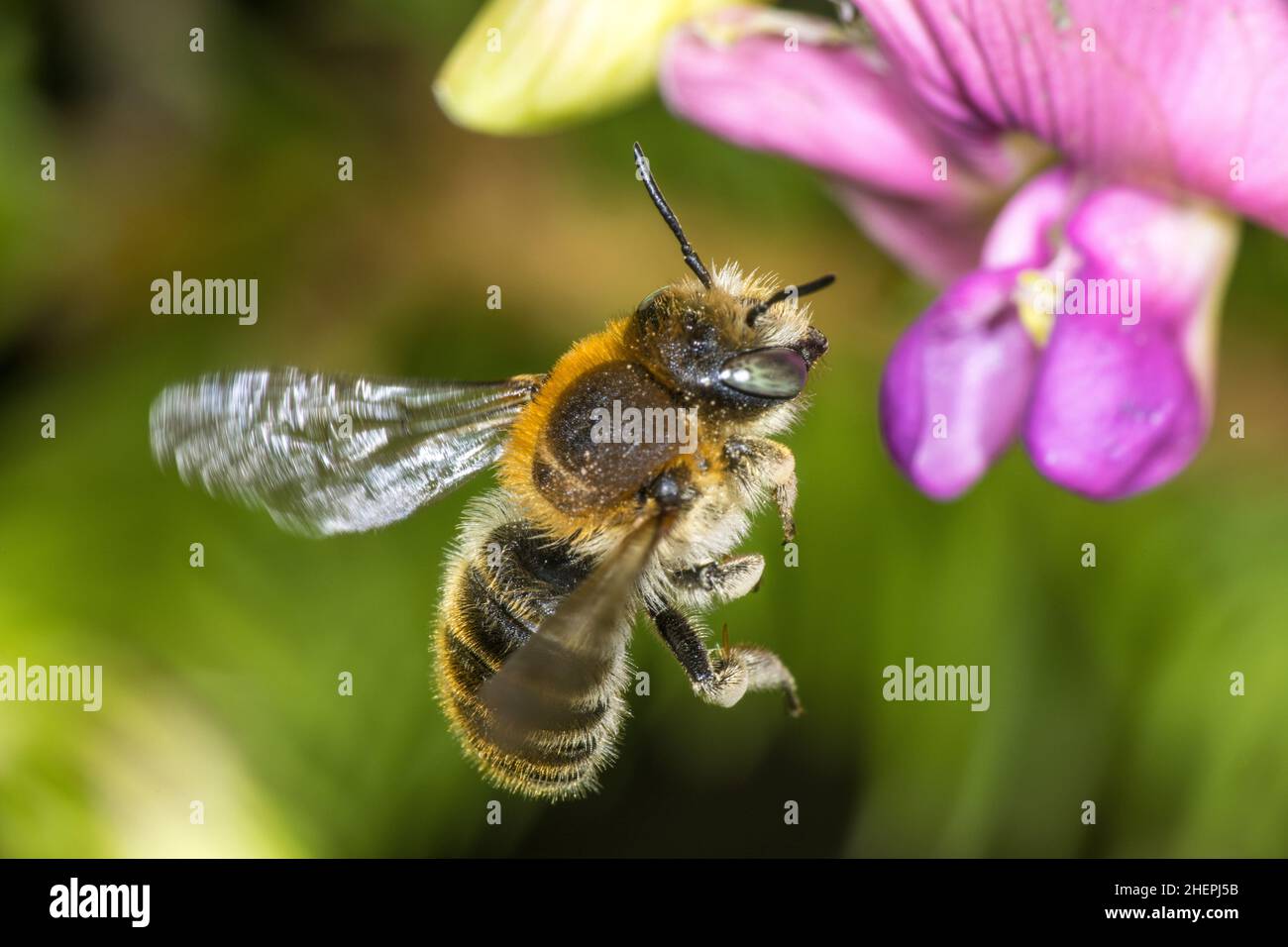 Feuille d'abeille (Truschita byssina, Truschita serratulae), femelle approchant une fleur, Allemagne Banque D'Images