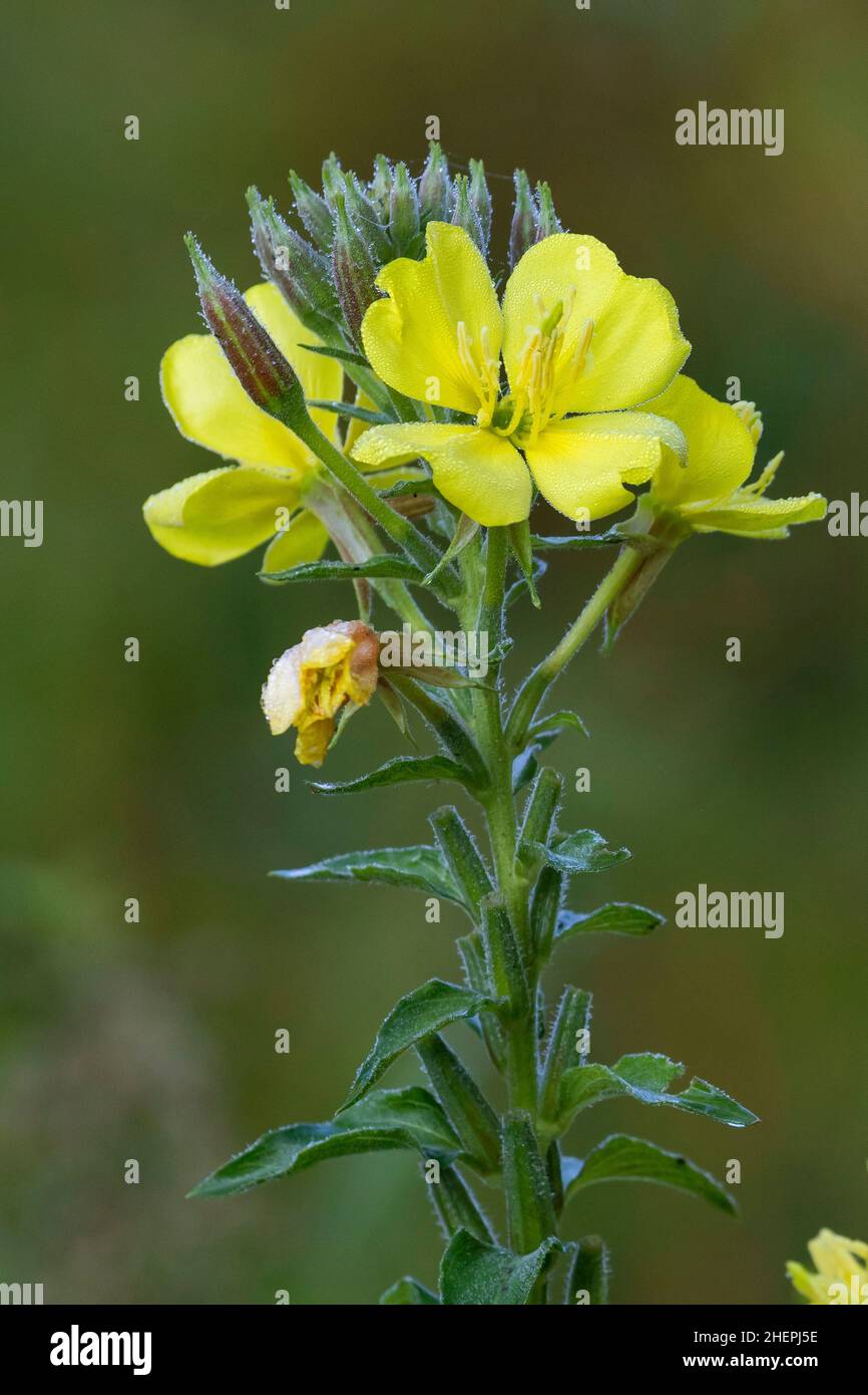 Intermediate Evening-Primrose (Oenothera x fallax, Oenothera fallax), inflorescence, Allemagne Banque D'Images
