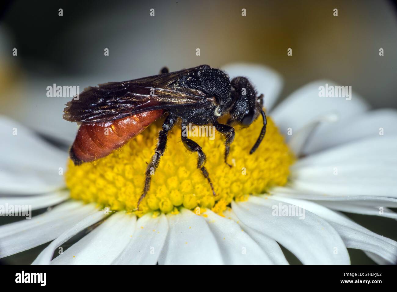 Cuckoo Bee, Sweat Bee, Halictid Bee (Sphecodes albilabris, Sphecodes fuscipennis), assis sur une fleur blanche, vue latérale, Allemagne Banque D'Images