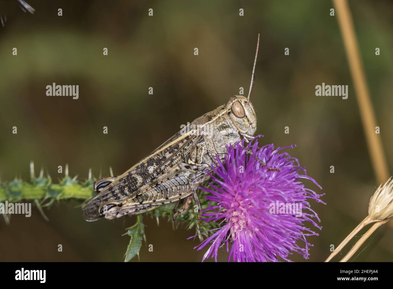 Le criquet italien (Callipamus italicus, Calliptenus cerisanus), se trouve sur la fleur de chardon, en Allemagne Banque D'Images