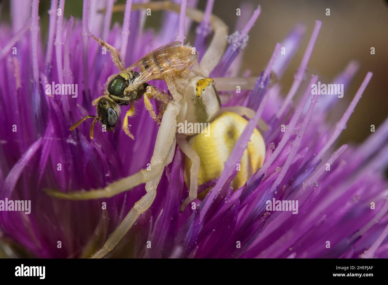 Abeille sauvage (Nomaoides minutissimus), prise par une araignée de crabe, Allemagne Banque D'Images