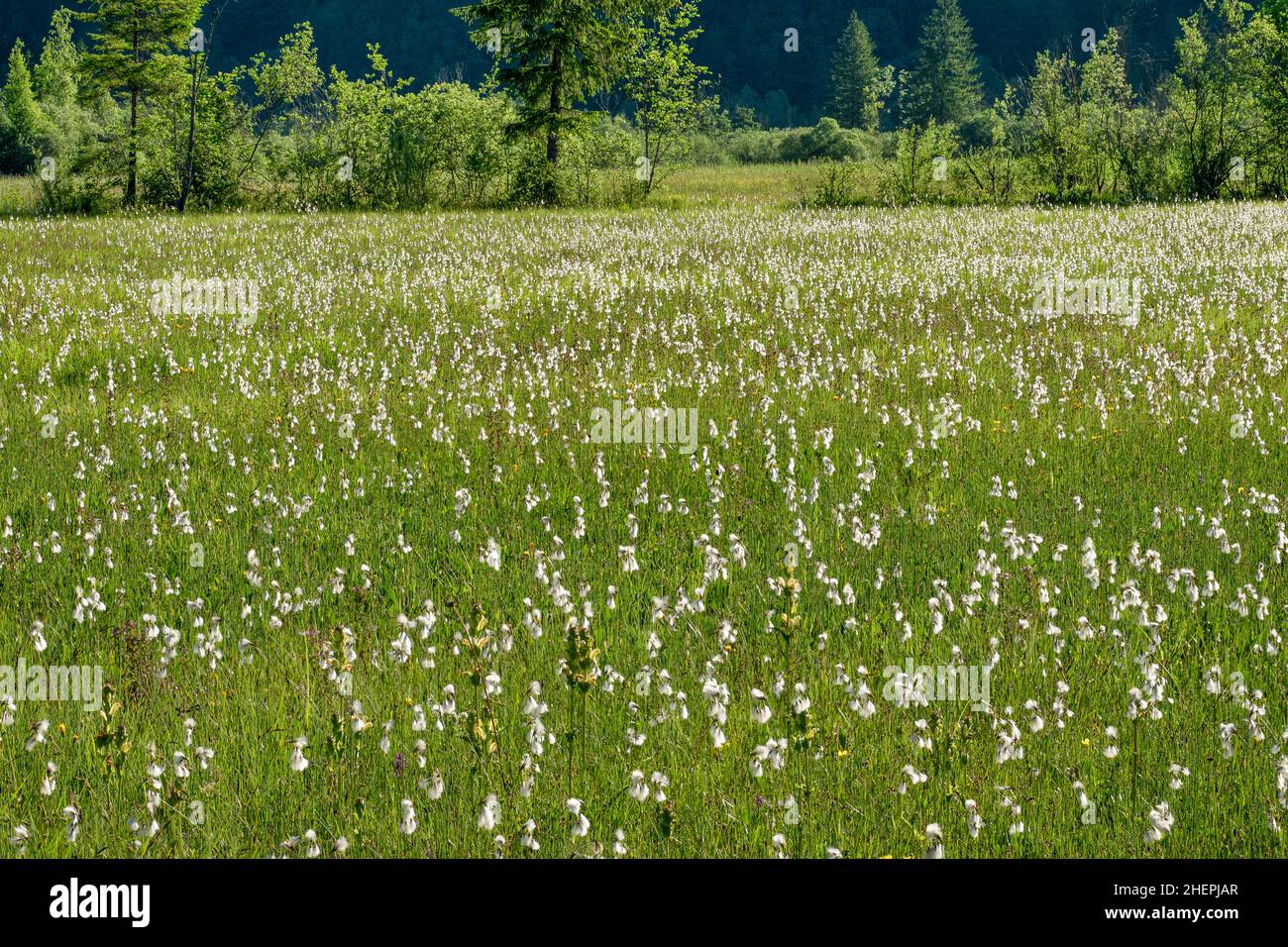Moor-king, Moorking, Moor-king Lousewort, King Charles Scepter (Pedicularis Sceptrum-carolinum), Meadow avec herbe de coton et Moor-king, Allemagne, Banque D'Images Moor-king, Moorking, Moor-king Lousewort, King Charles Scepter (Pedicularis Sceptrum-carolinum), Meadow avec herbe de coton et Moor-king, Allemagne, Banque D'Images