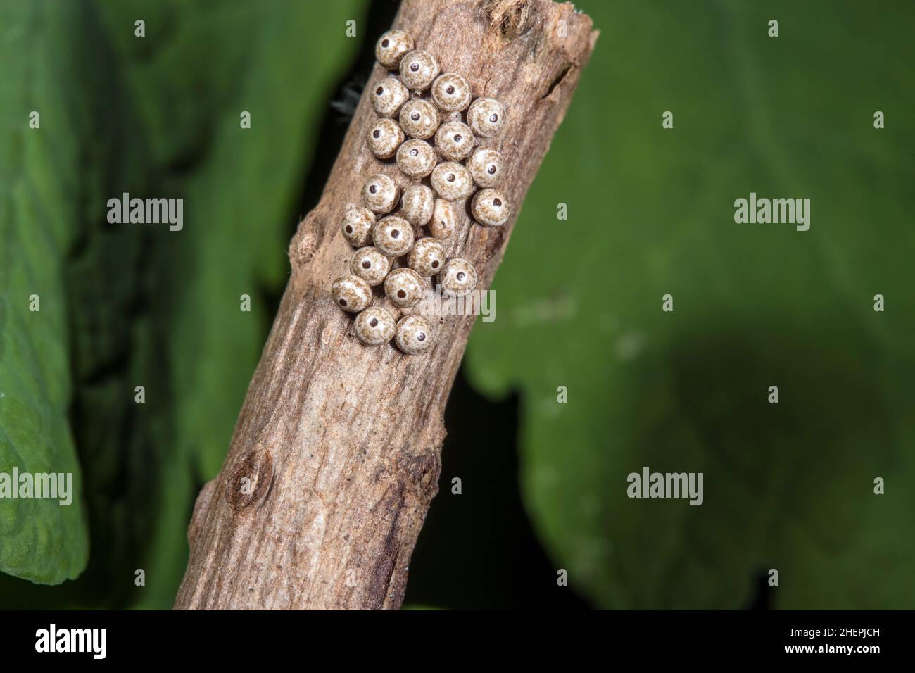 Papillon des brahmin (Lemonia dumi), œufs dans une branche, Allemagne Banque D'Images