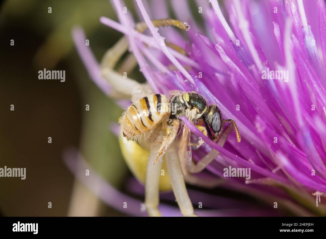 Abeille sauvage (Nomaoides minutissimus), prise par une araignée de crabe, Allemagne Banque D'Images