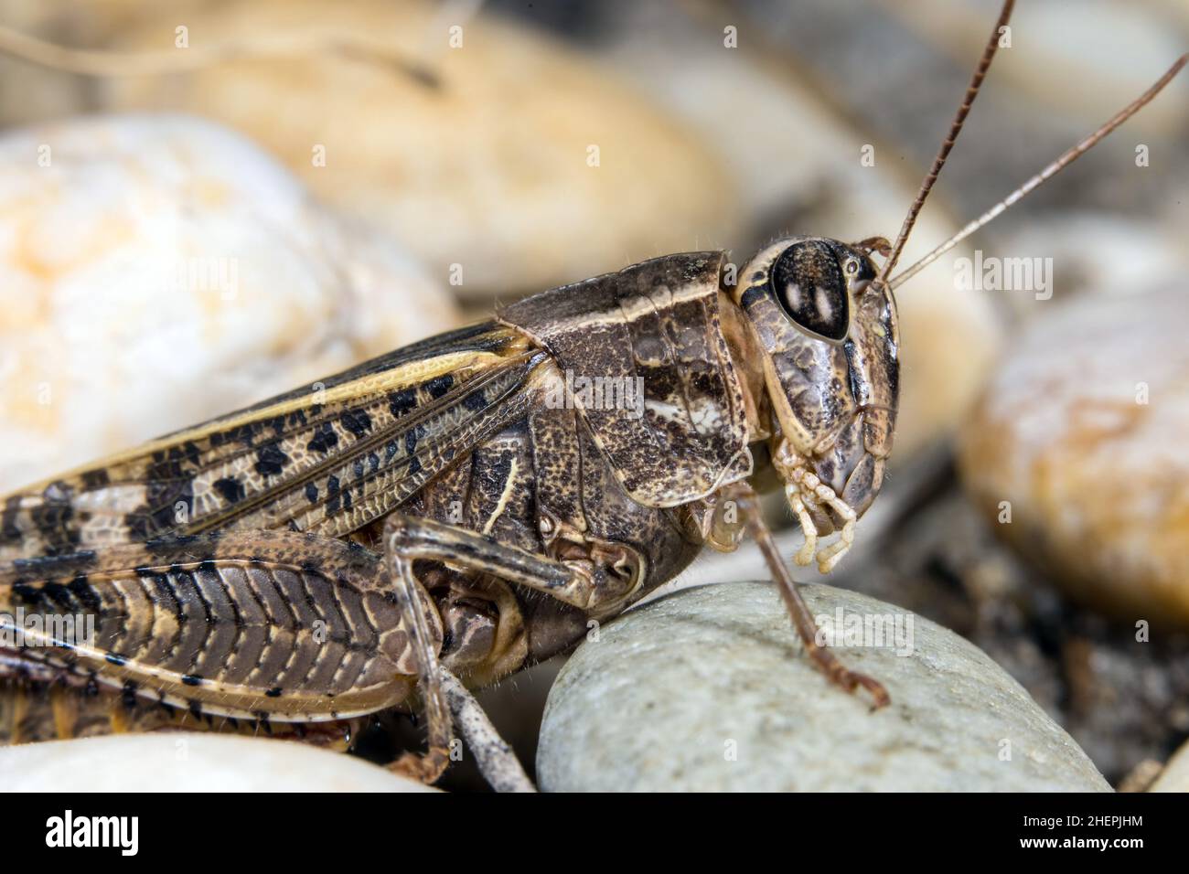 Le criquet italien (Callipamus italicus, Calliptenus cerisanus), est assis sur une pierre, l'Allemagne Banque D'Images
