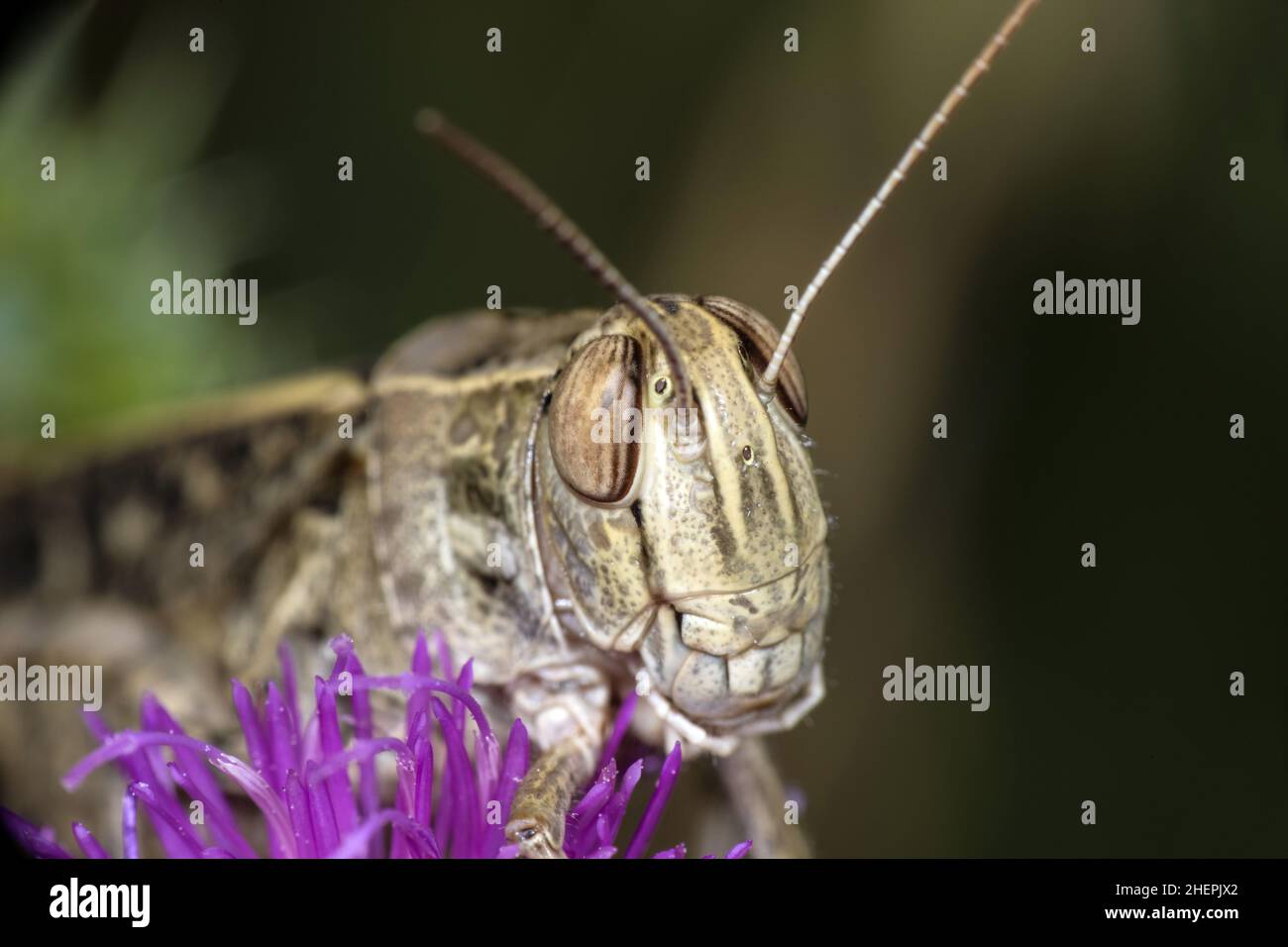Le criquet italien (Callipamus italicus, Calliptenus cerisanus), est assis sur la fleur de chardon, portrait, Allemagne Banque D'Images