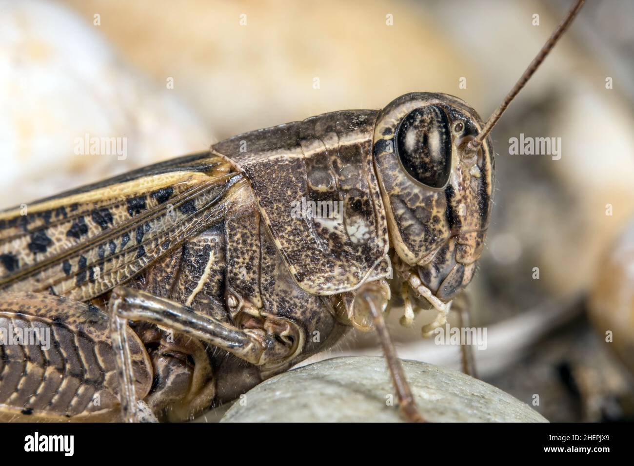Le criquet italien (Callipamus italicus, Calliptenus cerisanus), est assis sur une pierre, portrait, Allemagne Banque D'Images