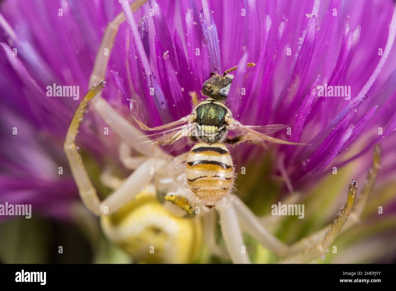 Abeille sauvage (Nomaoides minutissimus), prise par une araignée de crabe, Allemagne Banque D'Images