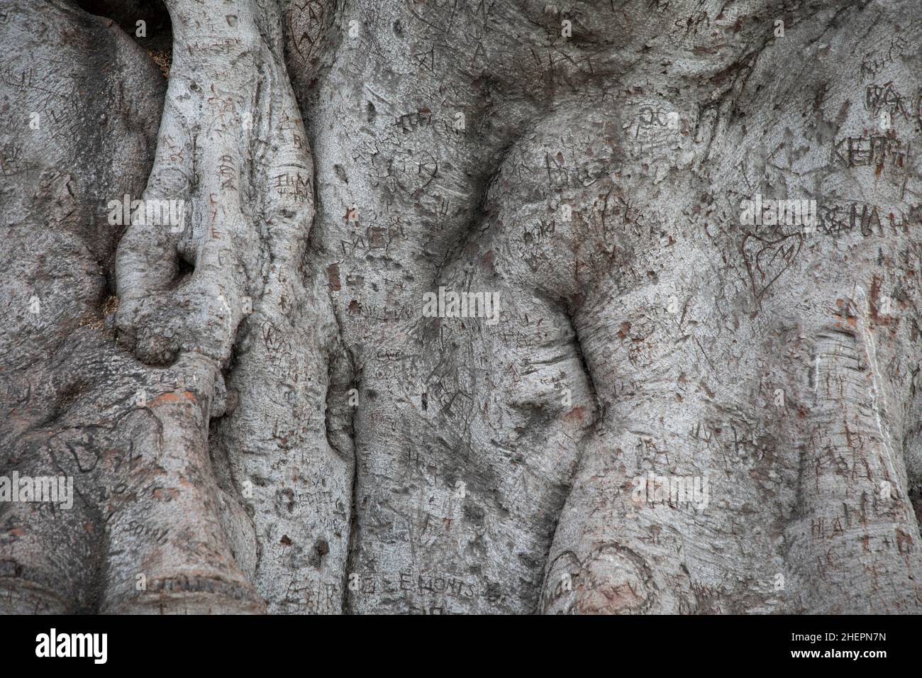 Beverly Gardens Park, l'arbre de 100 ans derrière il vaut la peine d'être visité.Cette imposante vieille ficus de Moreton Bay a littéralement grandi avec Bever Banque D'Images