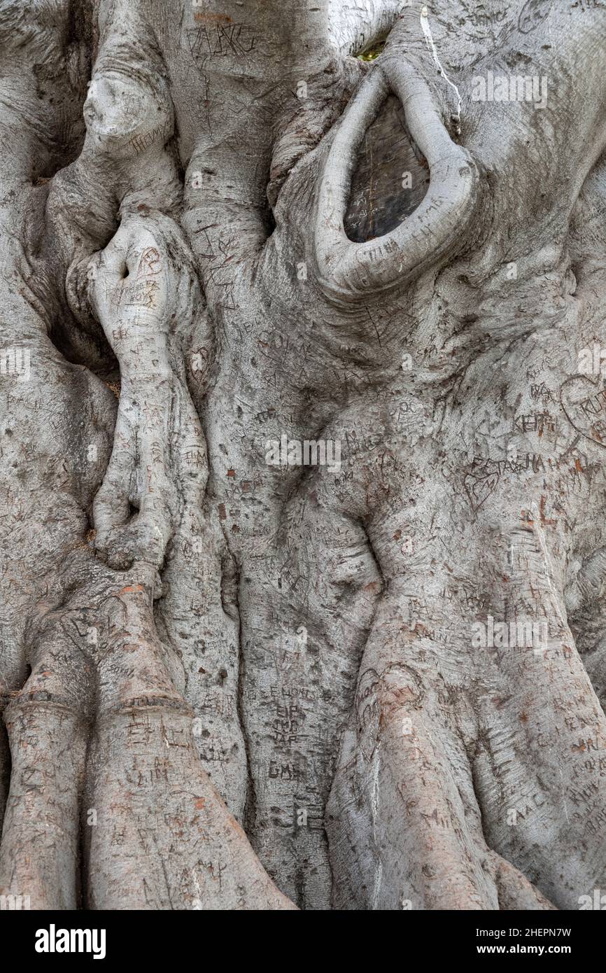 Beverly Gardens Park, l'arbre de 100 ans derrière il vaut la peine d'être visité.Cette imposante vieille ficus de Moreton Bay a littéralement grandi avec Bever Banque D'Images