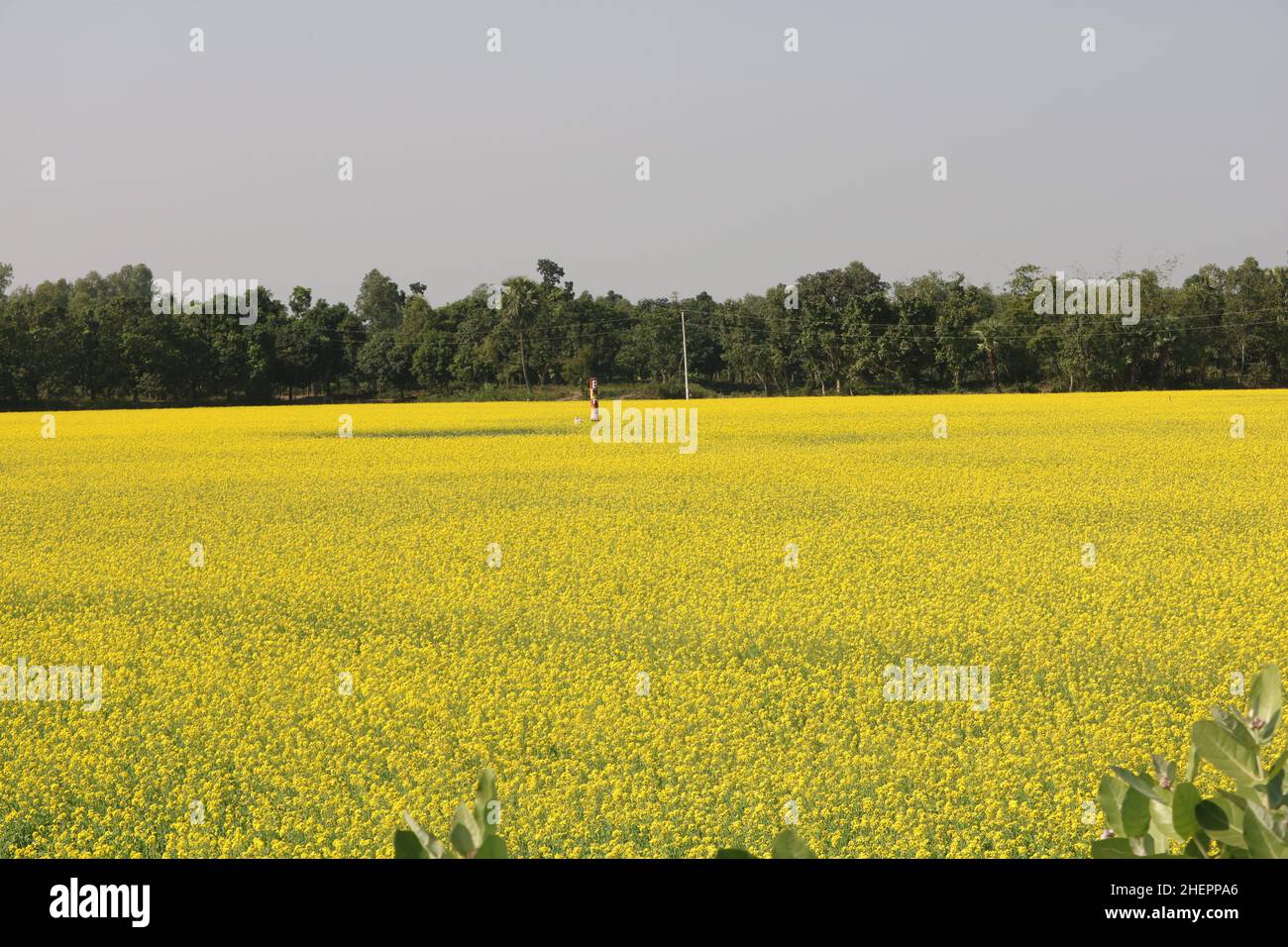 Moutarde fleur Banque D'Images