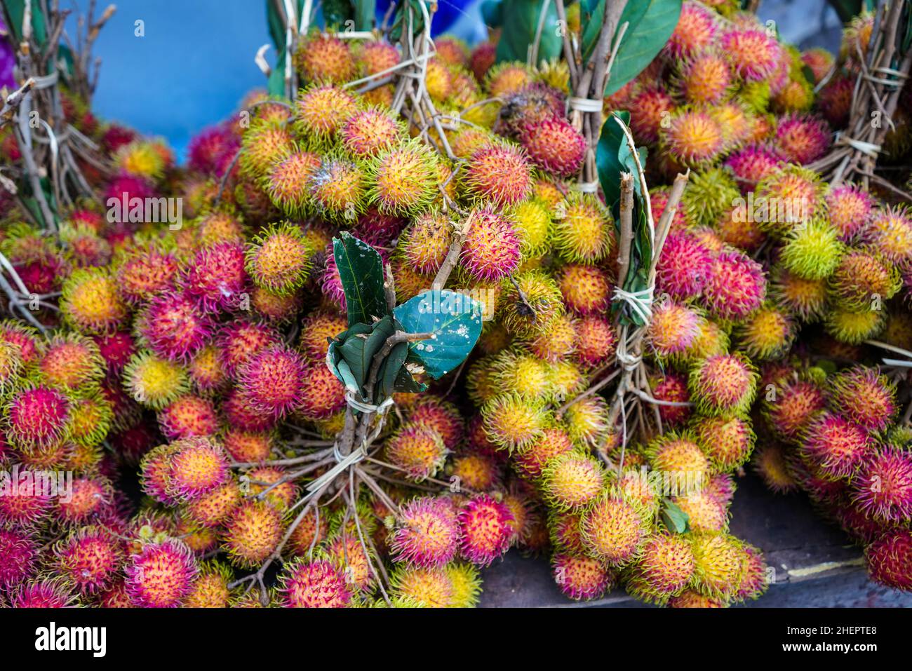 Le rambutan (Nephelium lapaceum) est un arbre tropical de taille moyenne de la famille des Sapindaceae.Le nom fait également référence aux fruits comestibles produits. Banque D'Images