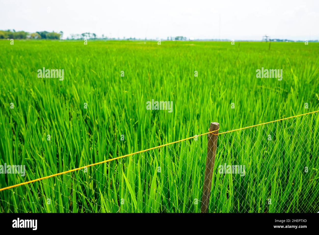Champs de rizières vertes et mûres entourés de barrières en plastique et de filets contre les ravageurs nuisibles des plantes. Banque D'Images