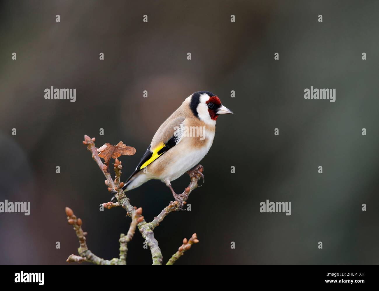 European Goldfinch, Carduelis Carduelis, en hiver.Pays de Galles du centre Royaume-Uni Banque D'Images