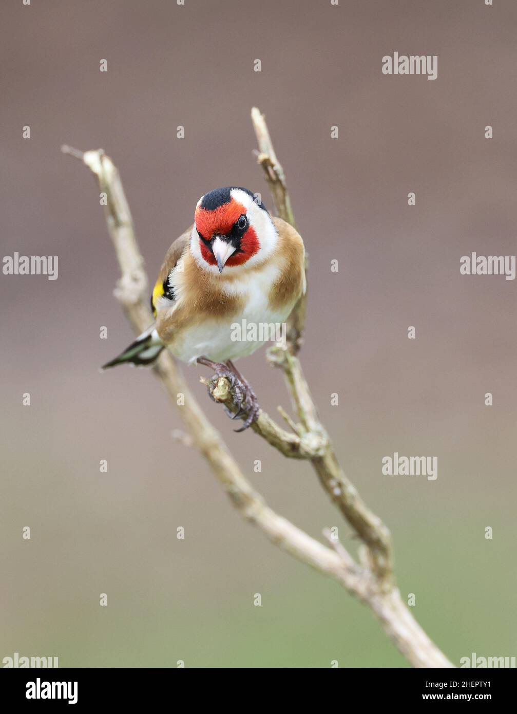 European Goldfinch, Carduelis Carduelis, en hiver.Pays de Galles du centre Royaume-Uni Banque D'Images