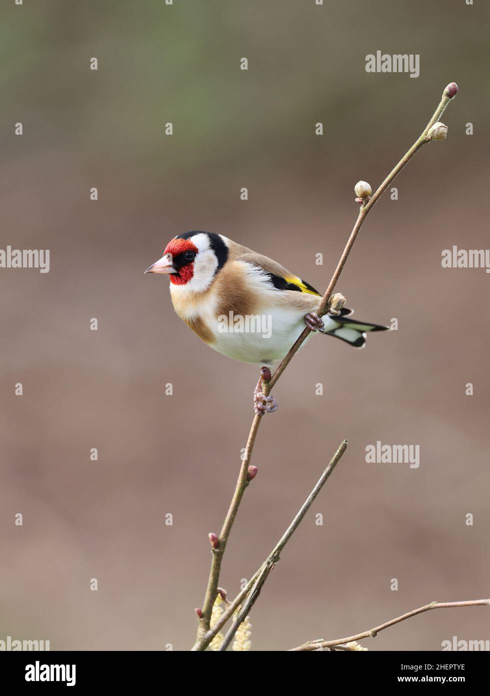 European Goldfinch, Carduelis Carduelis, en hiver.Pays de Galles du centre Royaume-Uni Banque D'Images
