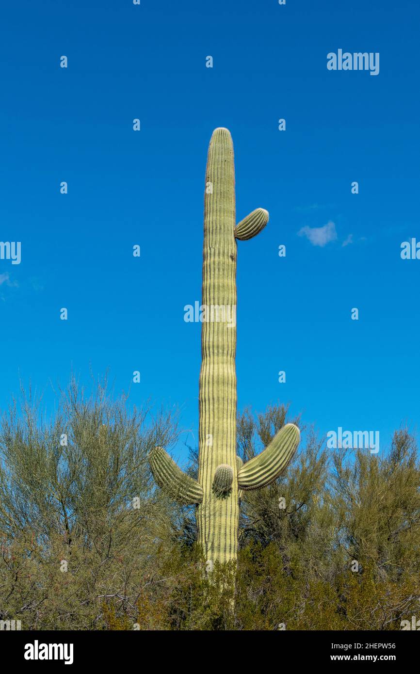 Les cactus du désert de Sonoran en Arizona ressemblent à une armée vaste et silencieuse au Monument national de Organ Pipe Cactus Banque D'Images