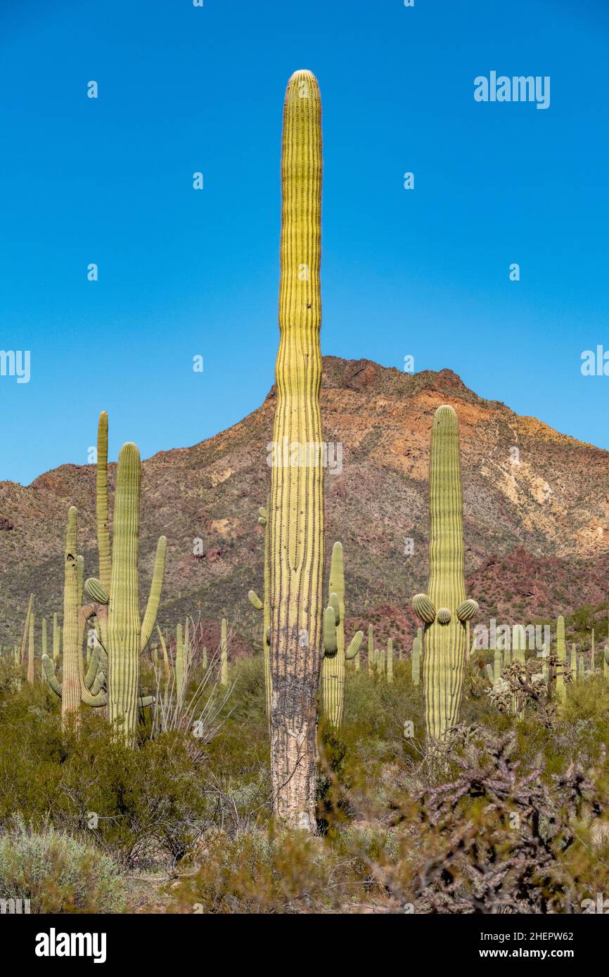Les cactus du désert de Sonoran en Arizona ressemblent à une armée vaste et silencieuse au Monument national de Organ Pipe Cactus Banque D'Images