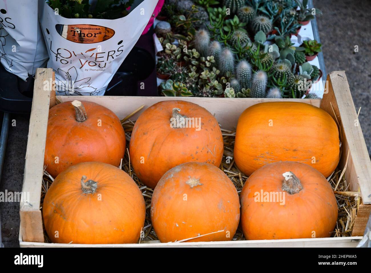 Citrouilles et plantes exposées à l'extérieur du marché oriental couvert en automne, Gênes, Ligurie, Italie Banque D'Images