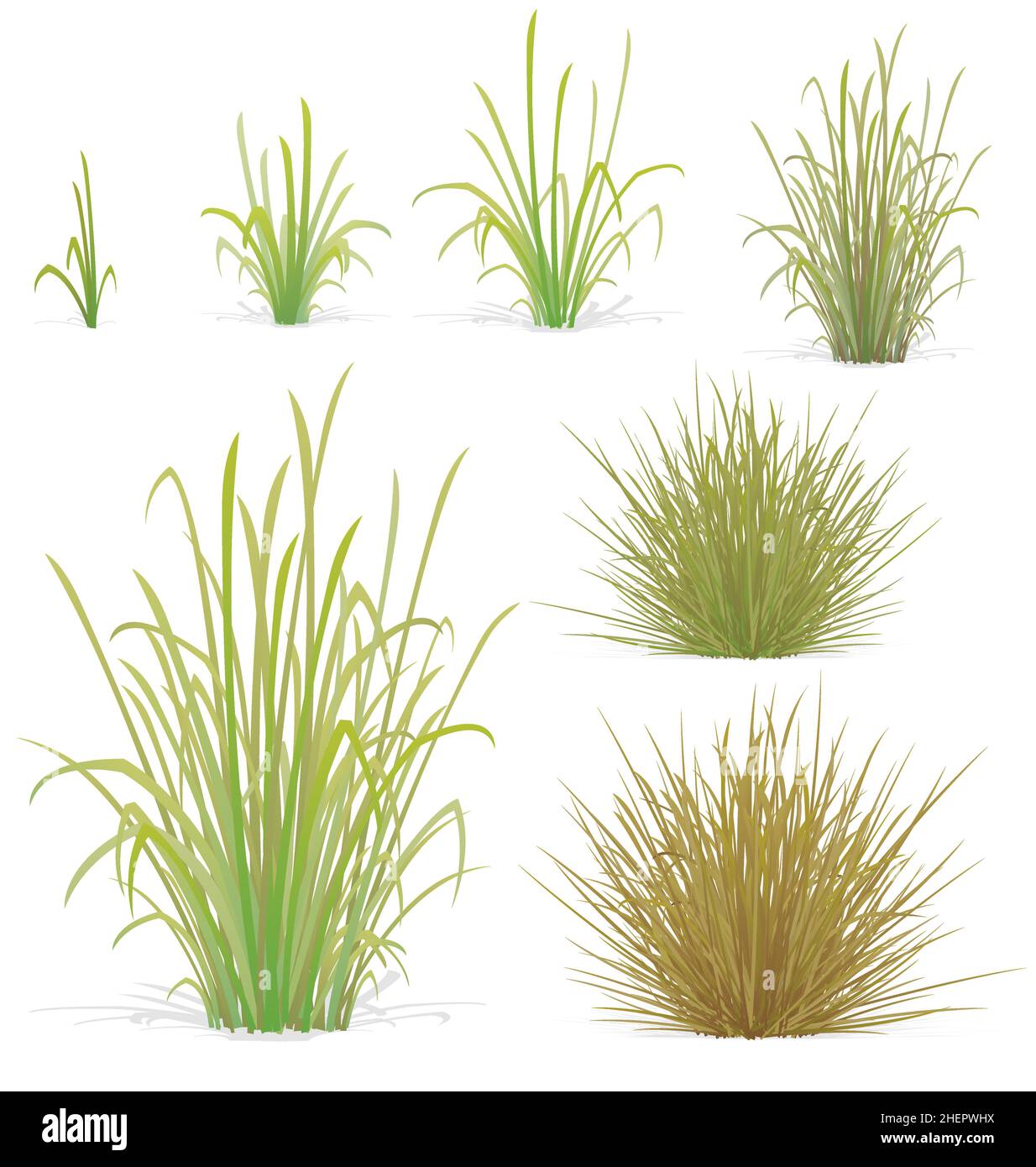 divers touffes d'herbe et de petites plantes buissons éléments vectoriels définir le vecteur isolé sur fond blanc Illustration de Vecteur