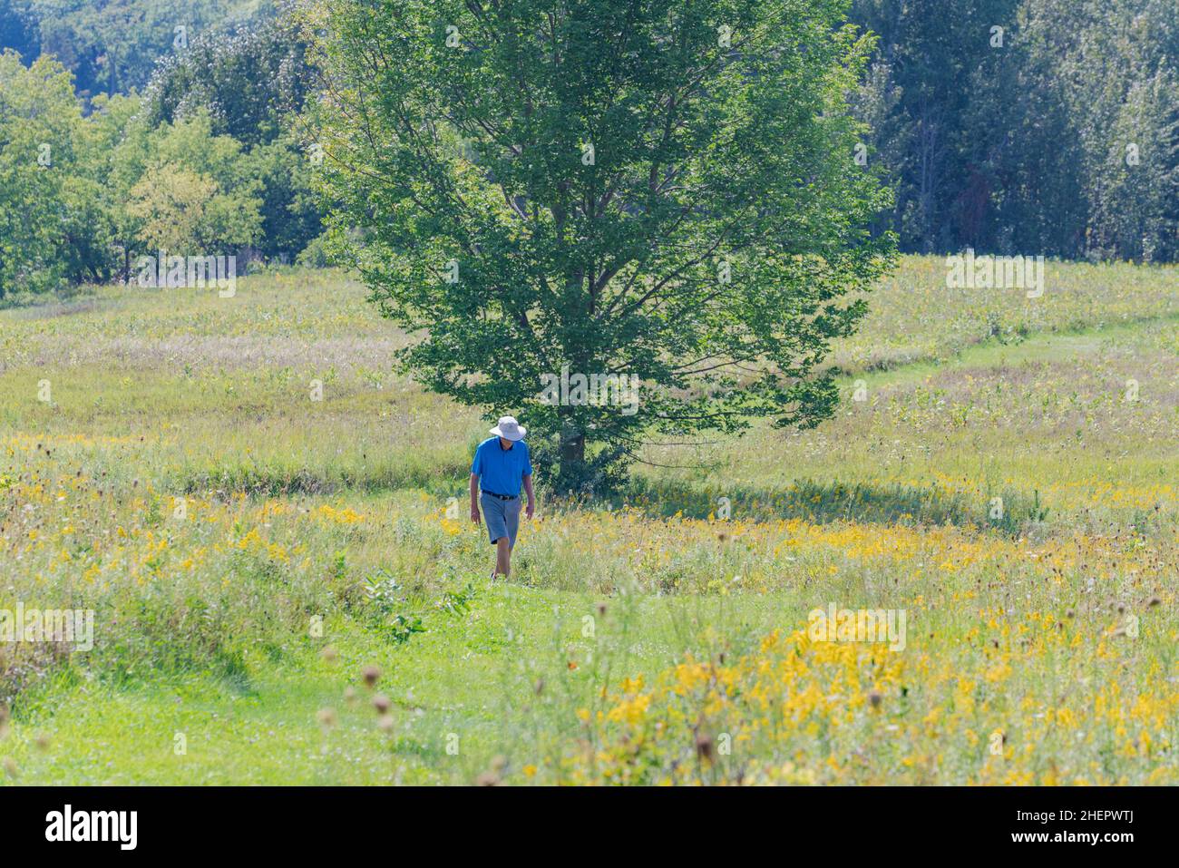 Un individu d'âge moyen peut faire de l'exercice en plein air de qualité en marchant sur les sentiers d'une réserve naturelle du comté de Door, Wisconsin, lors d'une chaude journée d'automne. Banque D'Images