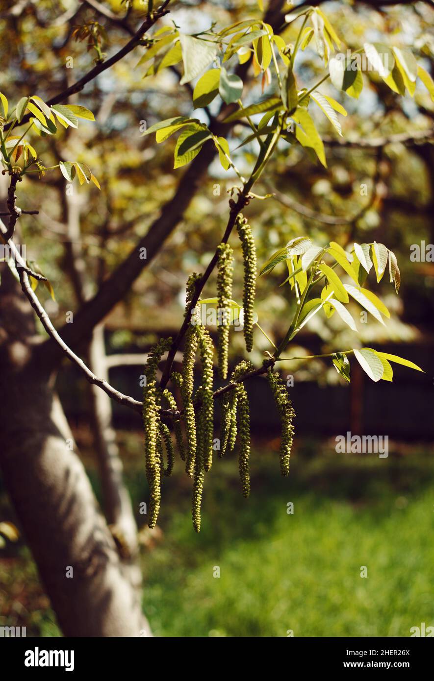 arbre en noyer en fleur au printemps gros plan Banque D'Images