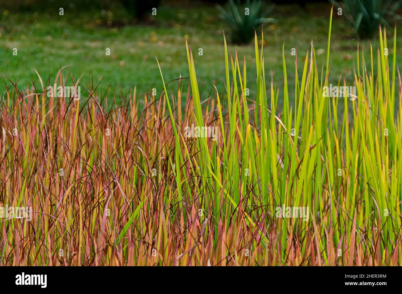Photo d'une zone de croissance naturelle d'herbe sauvage ​​sharp dans un champ de roseau au printemps, Sofia, Bulgarie Banque D'Images