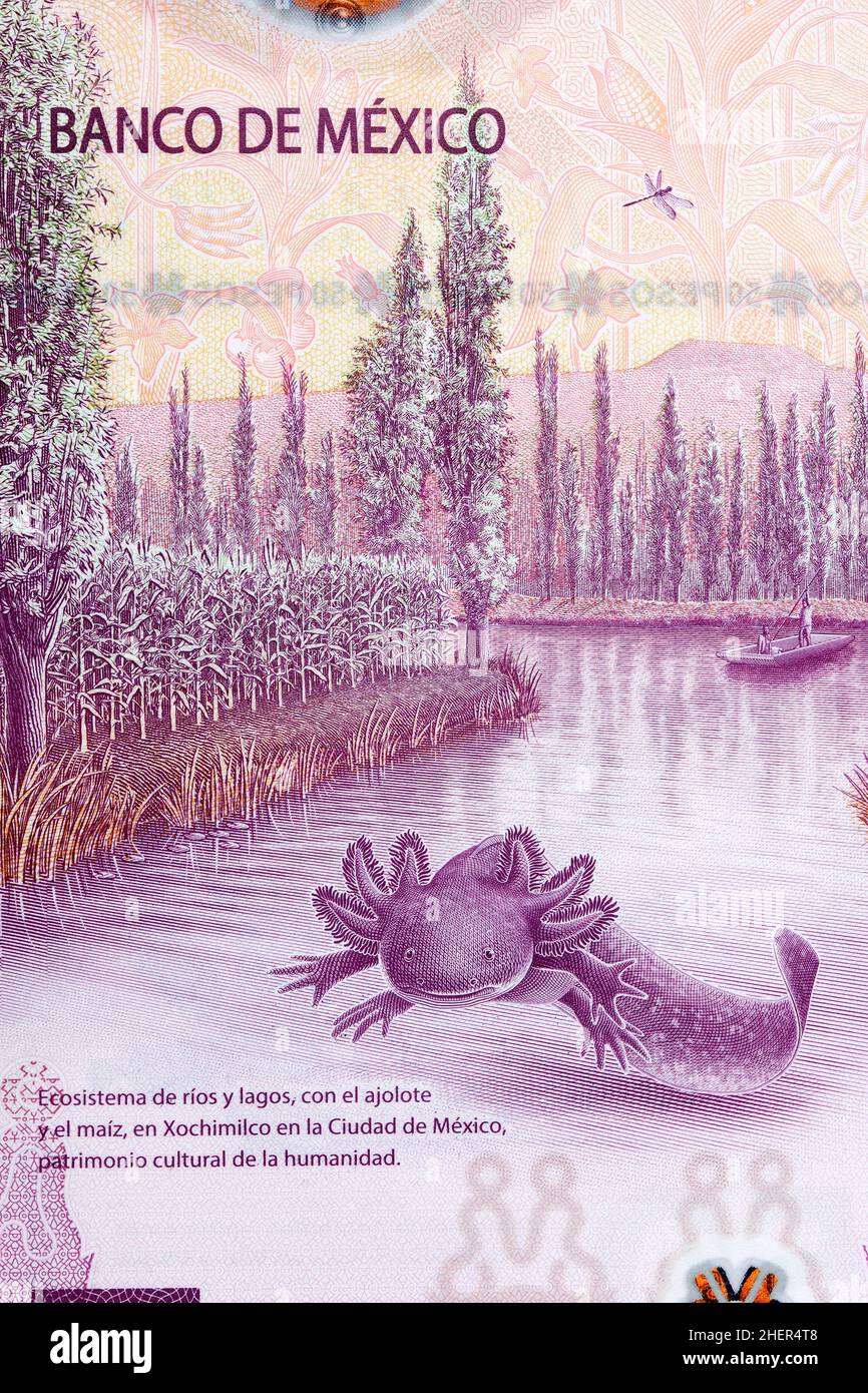 Réserve du lac Xochimilco et Salamandre mexicain de l'argent - pesos Banque D'Images