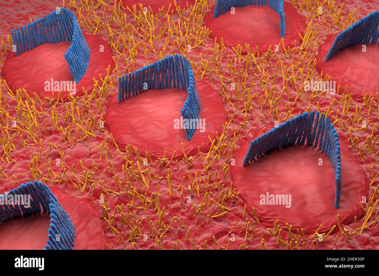 Champ de cellules capillaires de l'oreille interne dans le système vestibulaire - vue isométrique 3D illustration Banque D'Images