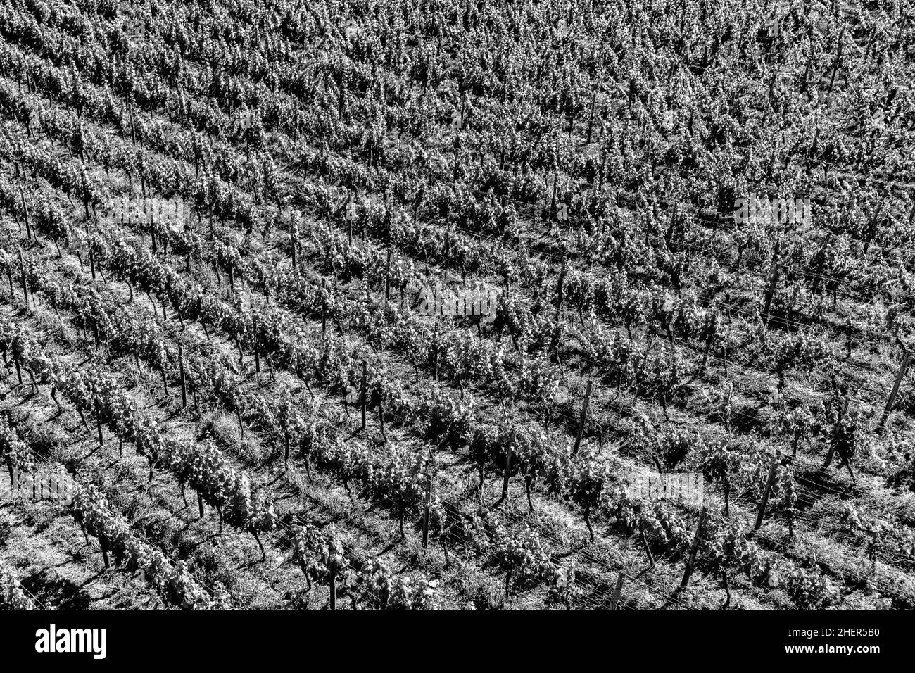 arrière-plan des vignobles en noir et blanc Banque D'Images