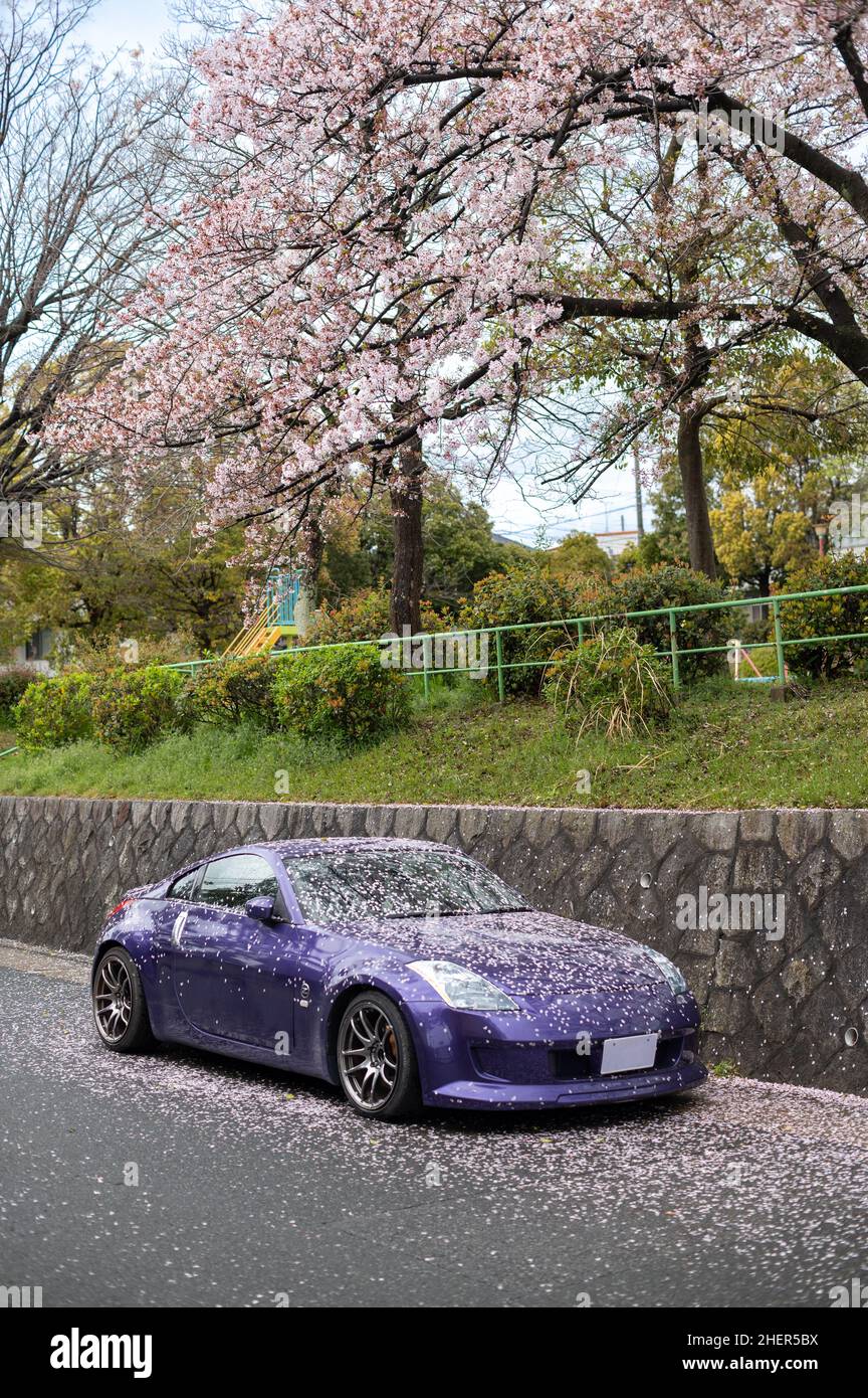 Luxueuse voiture de sport pourpre recouverte de pétales tombés d'un cerisier de sakura.Printemps. Banque D'Images