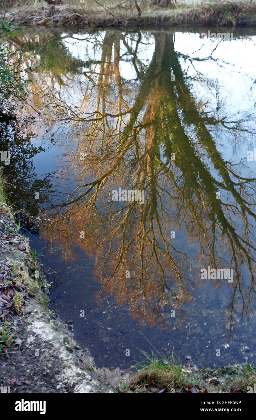 Une œuvre d'art reflétant un saule de crack, Salix fragilis, dans une rivière lisse Wensum en hiver à Drayton, Norfolk, Angleterre, Royaume-Uni. Banque D'Images