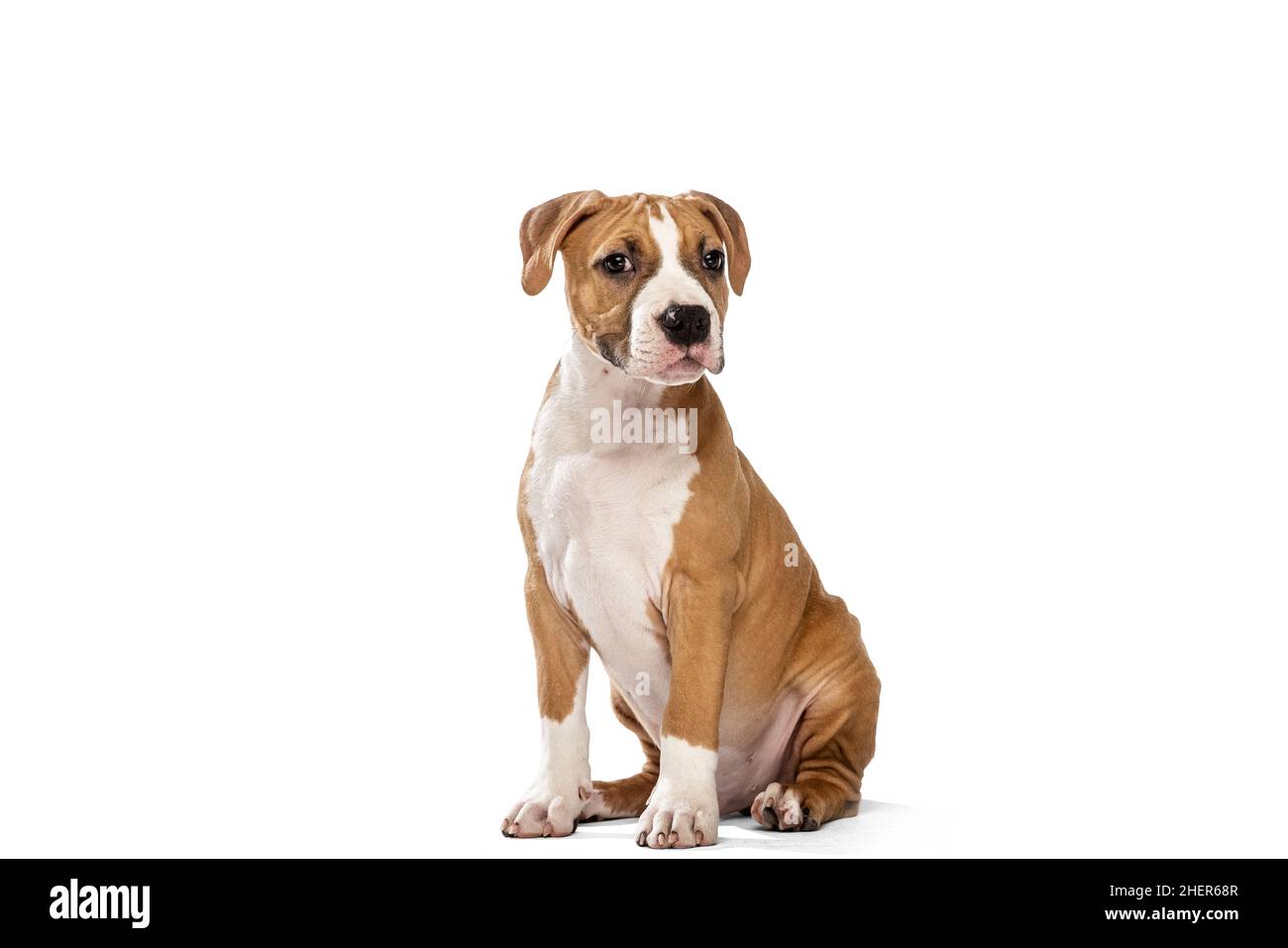 Adorable chien de race, le Terrier américain du Staffordshire, assis sur un sol isolé sur fond blanc.Concept de beauté, race, animaux de compagnie, vie animale. Banque D'Images
