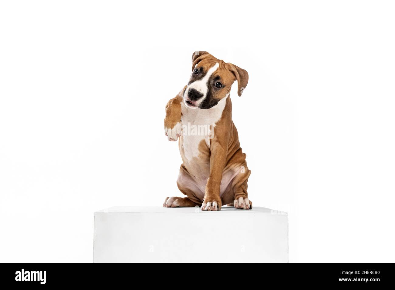 Adorable chien de race, le Terrier américain du Staffordshire, assis sur un sol isolé sur fond blanc.Concept de beauté, race, animaux de compagnie, vie animale. Banque D'Images