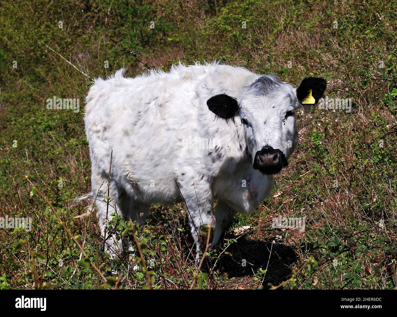 Vache britannique-blanche avec étiquette d'oreille regardant la caméra, réserve naturelle nationale de Wye, Kent, Royaume-Uni Banque D'Images