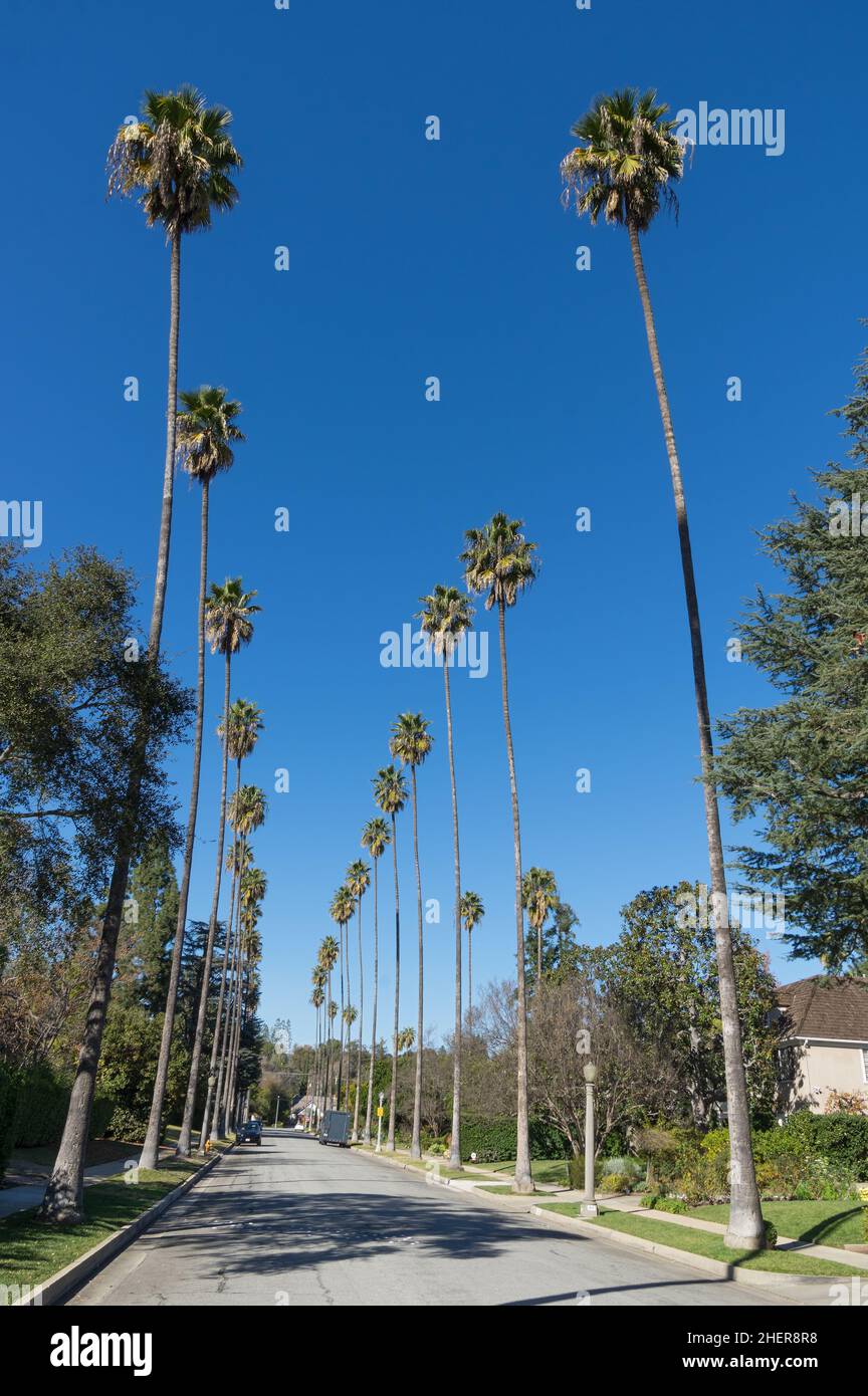 Une rue bordée de palmiers à Pasadena, en Californie, montrée lors d'une journée ensoleillée avec le ciel bleu. Banque D'Images