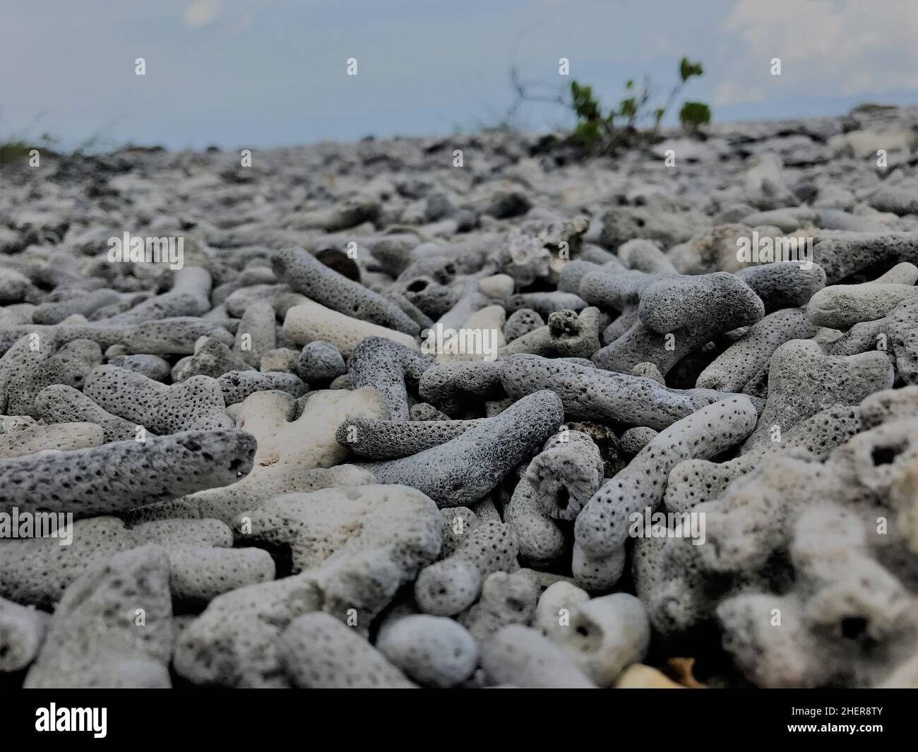 morts coraux et coquillages sur la plage île de pigeon cliquée à la soirée île de pigeon sri lanka ceylan photographie sri lanka incroyable voyage sri lanka aujourd'hui aller Banque D'Images