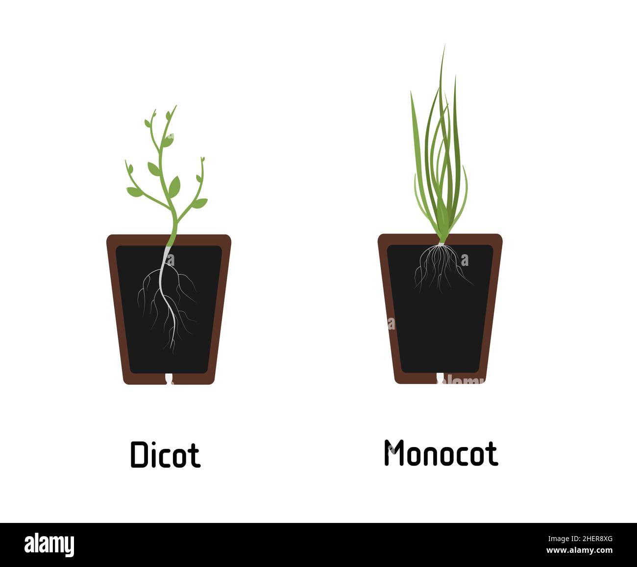 Différence entre les plantes de Monocotyledon et de Dicotyledon.Différentes sortes de racines.Illustration plane à vecteur isolé Illustration de Vecteur