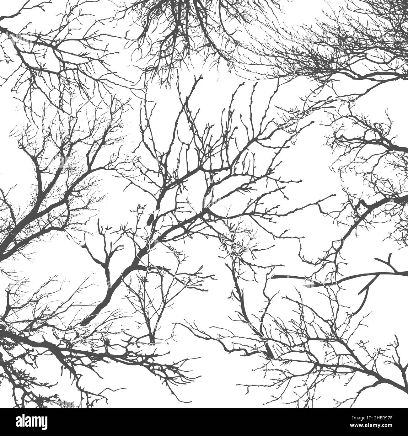 Texture des branches de l'arbre sur isoler Banque D'Images